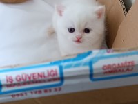 British shorthair yavru