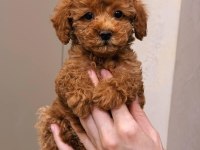 Toy Poodle Yavru Köpekler