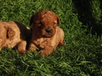 Red toy poodle