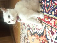 Oyuncu fıstık british shorthair