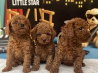 Teacup Toy Poodle Yavrusu