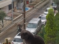 British shorthair kedimizi sahiplendirme