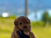 Maltipoo Dişi Erkek Bebekler