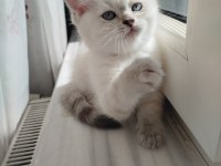 A kalite British Shorthair Dişi Yavru