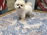 En Güzel Pomeranian Boo Yavrualar