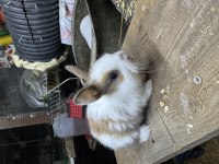 Her cins yavru tavşanlarım bilgi için arayınız