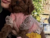 Toy Poodle Köpekler
