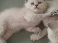 Kedimizin mama kum eğitimi var