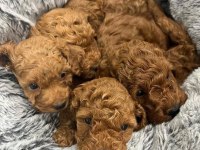 Güzelliğin Tanımı Toy Poodle Bebekler
