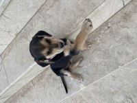 Tahminen 1 aylık yavru kedimiz yuva arıyoruz