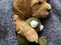 2 aylık dişi maltipoo