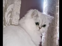 Safkan british longhair golden bebekler