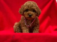 Toy Poodle Tavrular