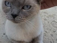 BRİTİSH BLUEPOİNT SAHİPSİZ 1 YAŞINDA GALIBA KEDİMİZ