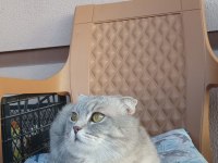Bal gibi uygun scottish fold