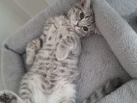 British shorthair 3 aylık kedimiz