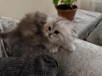 Ayıcık yüzlü scottish fold yavrular