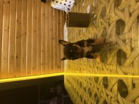 Oyuncu Pinscher Yavrular