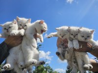 Çok minnoş sevilmeye bayılan bir british shorthair