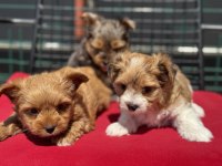 Petmode Köpek Çiftliğinden Tea Cup Morkie