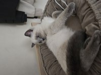 Blue point british shorthair kedimize iyi sahipler aranıyor