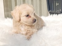 Maltipoo bebek köpekler