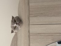 1 Yaşında kısırlaştırılmış scottish fold için yuva arıyoruz