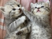 British shorthair kediler