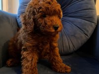 Orijinal toy poodle