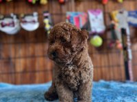 Her eve uygun poodle bebekler