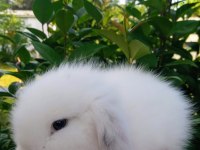 Birbirinden Tatlı Hollanda Lop