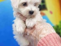 Minnoş maltese bebeklerimiz