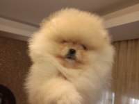 3 aylık dişi pomeranian boo teddy bear üst kalite