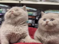 En güzel british shorthair yavrular