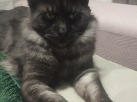 18 aylık safkan çipli erkek maine coon