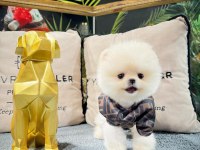 Veteriner Kontrollü Pomeranian Yavru