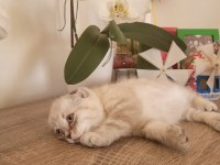 Scottish fold erkek bebek