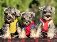 FCI secereli Miniatute Schnauzer yavruları