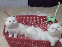 Minik exotic shorthair bebişler