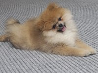 4 aylık pomeranian boo erkek