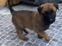 Safkan Irk Garantili belçika kurdu