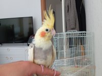 6 aylık erkek ele alışık sultan papağanı babacık diyor