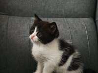 ANNE BRİTİSH BLUE POİNT BABA SOKAK KEDİSİ 3 YAVRU