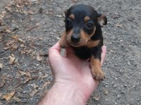 2 adet dişi bebek pinscher