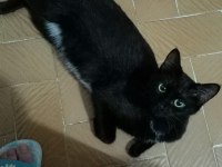 Kedimiz zeytin kızımız sahiplendirilecektir