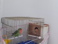3 çift muhabbet 1 çift sevda papağanı