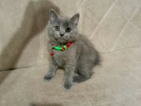 Saf kan british shorthair kediler