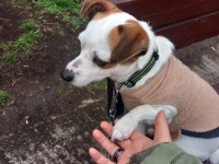 2 yaşında küçük ırk Jack Russell Terrier