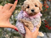 Süslü bebek maltipoo