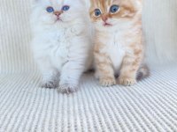 British longhair ve short kardeşler